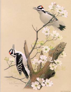 威廉 齊默曼 Hairy Woodpecker